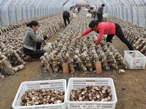 2019年中國(guó)食用菌產(chǎn)業(yè)回顧 工廠化產(chǎn)能過(guò)剩與菌種貿(mào)易新格局