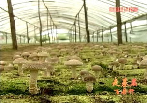 2015年河北進(jìn)出口食品平穩(wěn)增長(zhǎng)，食用菌菌種貿(mào)易表現(xiàn)亮眼